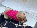 2 Aylık Safkan Orjinal Baby Face Bebek