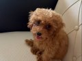 2.5 Aylık Güzeller güzeli toy poodle kızımız 