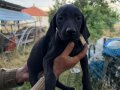 Kursuar av köpeği son 2 adet