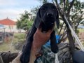 Kursuar av köpeği son 2 adet