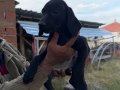 Kursuar av köpeği son 2 adet
