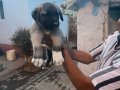 81 ile gönderim var 