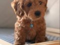 2.5 AYLIK MALTİPOO