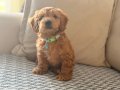 2.5 AYLIK MALTİPOO