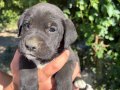 TİGER(KAPLAN DESENLİ) VE SİYAH PANTER YAVRULARIMIZ