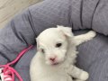 60 GÜNLÜK ERKEK MALTİPOO BEBEK
