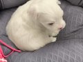 60 GÜNLÜK ERKEK MALTİPOO BEBEK