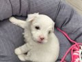 60 GÜNLÜK KAR BEYAZ MALTİPOO BEBEK