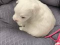 60 GÜNLÜK KAR BEYAZ MALTİPOO BEBEK
