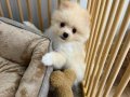 3 AYLIK POMERANİAN BOO