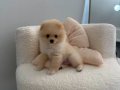 3 AYLIK POMERANİAN BOO