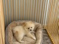 3 AYLIK POMERANİAN BOO