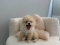 3 AYLIK POMERANİAN BOO