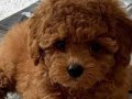 Kore toy Poodle 