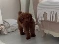 Kore toy Poodle 