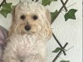 Bakımlı sağlıklı dişi maltipoo