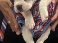 2 aylık yavru buldog