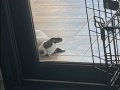 2 aylık yavru buldog