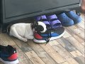 2 aylık yavru buldog