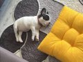 2 aylık yavru buldog