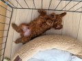2 aylık toy poodle iç dış parazit veteriner sağlık kontrollü