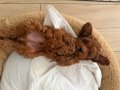 2 aylık toy poodle iç dış parazit veteriner sağlık kontrollü