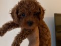 2 aylık toy poodle iç dış parazit veteriner sağlık kontrollü