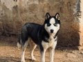 14 AYLIK SAFKAN HUSKY 