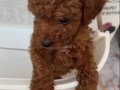 2.5 Aylık Poodle 500 Gr