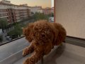 2.5 Aylık Poodle 500 Gr