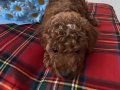 2.5 Aylık Poodle 500 Gr