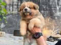 Saf Japon Akita yavruları