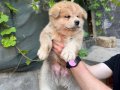Saf Japon Akita yavruları