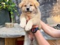 Saf Japon Akita yavruları