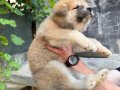 Saf Japon Akita yavruları