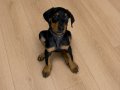 SAFKAN DOBERMAN YAVRU