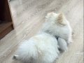 7 aylık aşıları tam