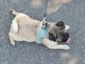 3 aylık dişi pug bütün aşıları yeni bitti 8 aşı cipi takılı 