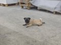 3 aylık dişi pug bütün aşıları yeni bitti 8 aşı cipi takılı 