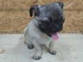 3 aylık dişi pug bütün aşıları yeni bitti 8 aşı cipi takılı 