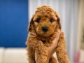KARDEŞ YAVRULAR POODLE