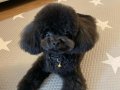 Teacup en minik boy 
