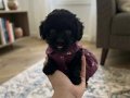 Teacup en minik boy 