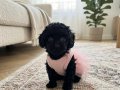 Teacup en minik boy 