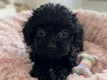 Teacup en minik boy 