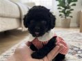 Teacup en minik boy 