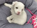 2 AYLIK BEBEK MALTİPOO MİNİŞ