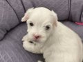 2 AYLIK BEBEK MALTİPOO MİNİŞ