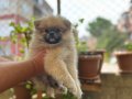 POMERANİAN DİŞİ YAVRUMUZ