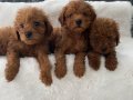 Toy Poodle erkek yavrular 